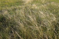 Stipa lessingiana