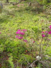 Rhododendron parvifolium
