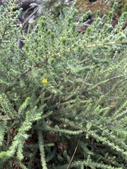 Aspalathus divaricata