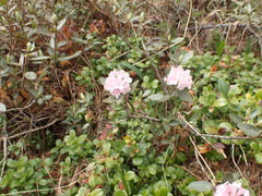 Rhododendron adamsii