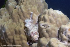 Scorpaenopsis oxycephalus
