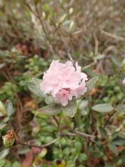 Rhododendron adamsii