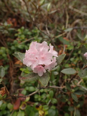 Rhododendron adamsii