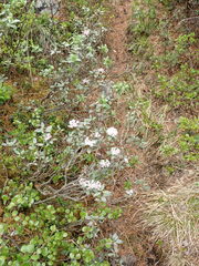 Rhododendron adamsii