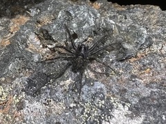 Pardosa labradorensis
