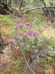 Rhododendron parvifolium