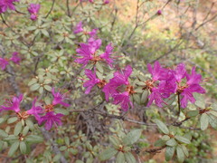 Rhododendron parvifolium