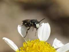 Hylaeus nigritus