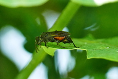 Macrophya annulata