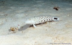 Parapercis hexophtalma