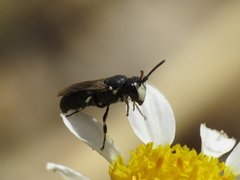 Hylaeus nigritus