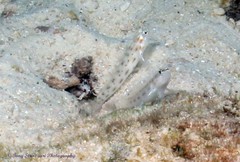 Ctenogobiops feroculus