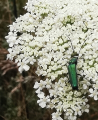 Anogcodes seladonius