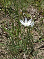 Ornithogalum navaschinii