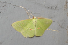 Tanaoctenia haliaria