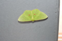 Tanaoctenia haliaria