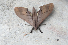 Marumba cristata