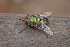 Chrysorutilia