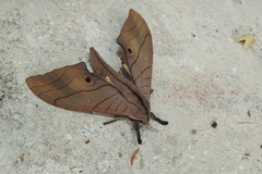 Marumba cristata