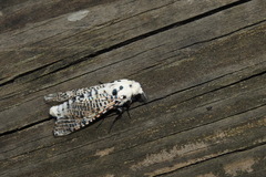 Polyphagozerra coffeae