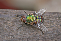 Chrysorutilia