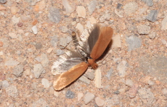 Myrmecozela