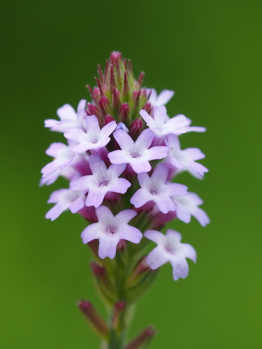 Seashore vervain (Verbena litoralis)
