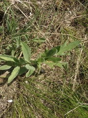 Centaurea salonitana