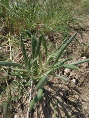 Jurinea stoechadifolia