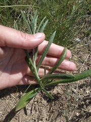 Jurinea stoechadifolia
