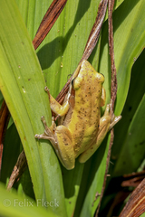 Litoria adelaidensis