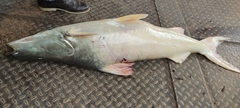 Gilded Catfish photo 1