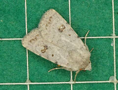Caradrina kadenii
