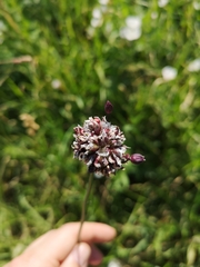 Allium scorodoprasum