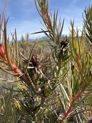 Protea mucronifolia