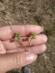 Valerianella pumila