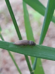 Agriotes lineatus