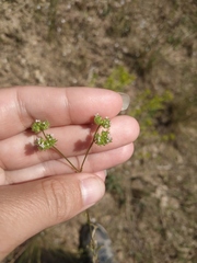 Valerianella pumila