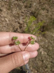 Valerianella pumila