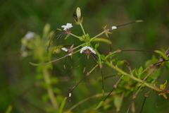 Cleomaceae