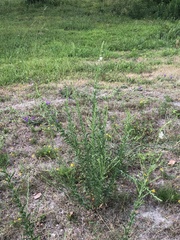 Desmodium sessilifolium