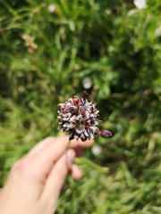 Allium scorodoprasum