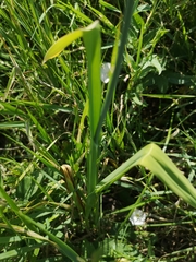 Allium scorodoprasum