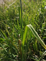 Allium scorodoprasum
