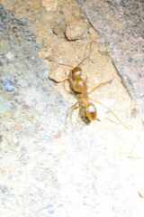 Camponotus maculatus