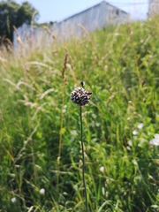 Allium scorodoprasum