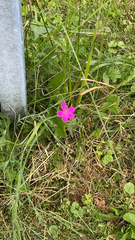 Geranium palustre