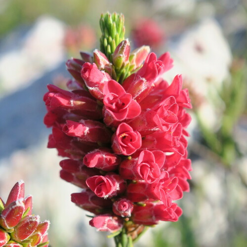 Audouinia capitata (Audouinia capitata)