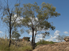 Corymbia serendipita