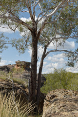 Corymbia serendipita